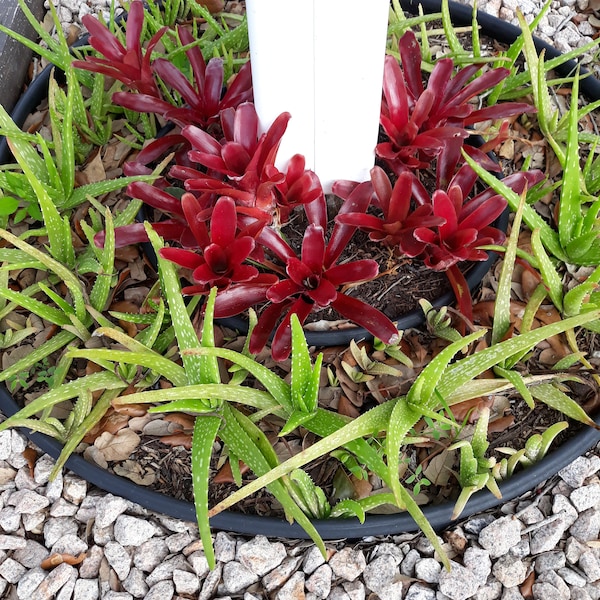 Bromeliad Neoregelia Fireball Plant ( 4 Pup ) & Aloe Vera Barbadensis Plant ( 4 Pup )