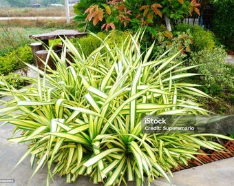 Chlorophytum Comosum ( 4 Starter Plants )