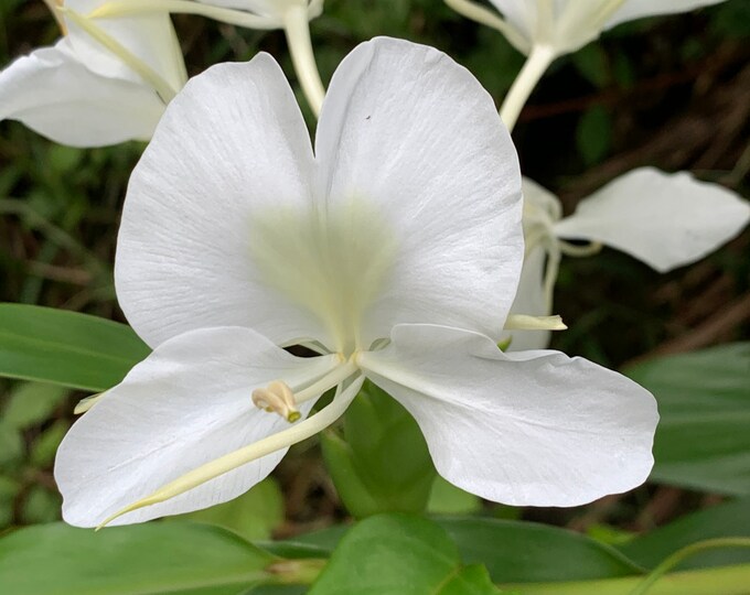 White Butterfly Ginger Lily Plant Hummingbirds Live Plant 5 Rihzomes Etsy