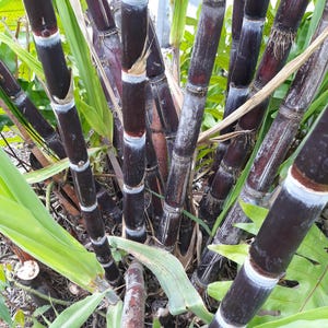 Purple Sugar Cane Cuttings ( 4 Cutting Stems Ready To Plant )