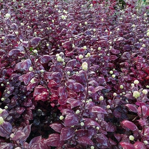1 article offert - Alternanthera Brasiliana, plante pourpre biblique pourpre du prince Saint-Joseph (100 graines)