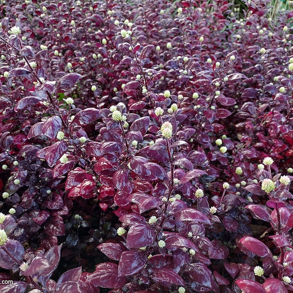 Alternanthera Brasiliana, Biblical Purple Prince St. Joseph's Coat Plant (100 Seeds)