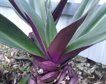 Tradescantia Spathacea, Oyster plant, Boat lily - Moses Cradle Plant ( 10 Node Cuttings )