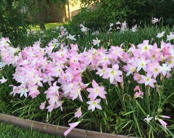 Pink Rain Lily ( 12 Bulbs )