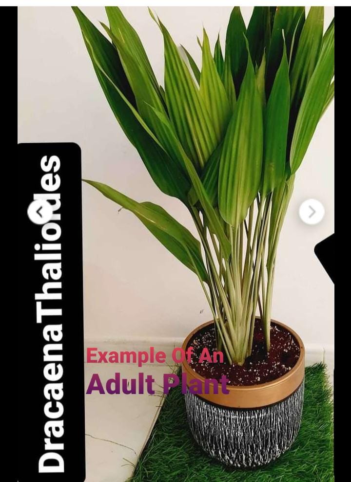 Dracaena goldieana☆ドラセナ 100%新品,高品質 [Pof Dracaena goldieana☆ドラセナ 100%新品,高品質 [Pof