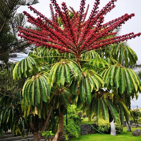 Octopus Tree Umbrella Tree Schefflera Actinophylla ( 30 Seeds )