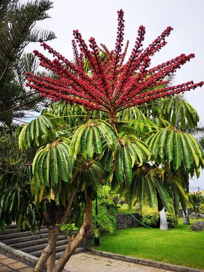 Buy 1 Get 1 Free - Octopus Tree Umbrella Tree Schefflera Actinophylla ( 30 Seeds )