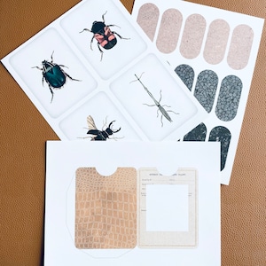 Insect Specimen Card Beetle Junk Journal Ephemera Tags Pockets Butterfly Slide Printable PDF Digital Download Vintage Science Scrapbook