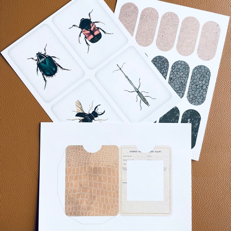 Insect Specimen Cards - Etsy