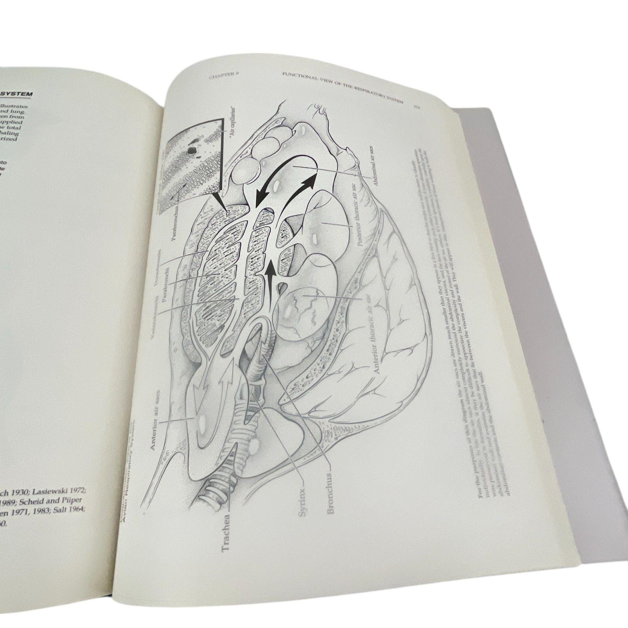 Manual of Ornithology: Avian Structure & Function Hardcover - Etsy