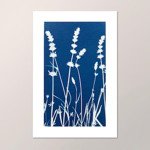 Cyanotype- Lavender, Giclée Print