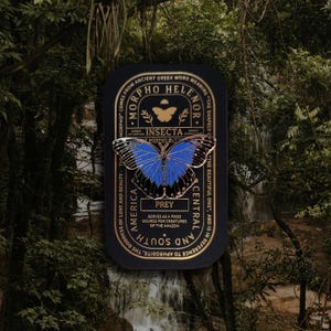 Morpho catenarius - Etsy 日本