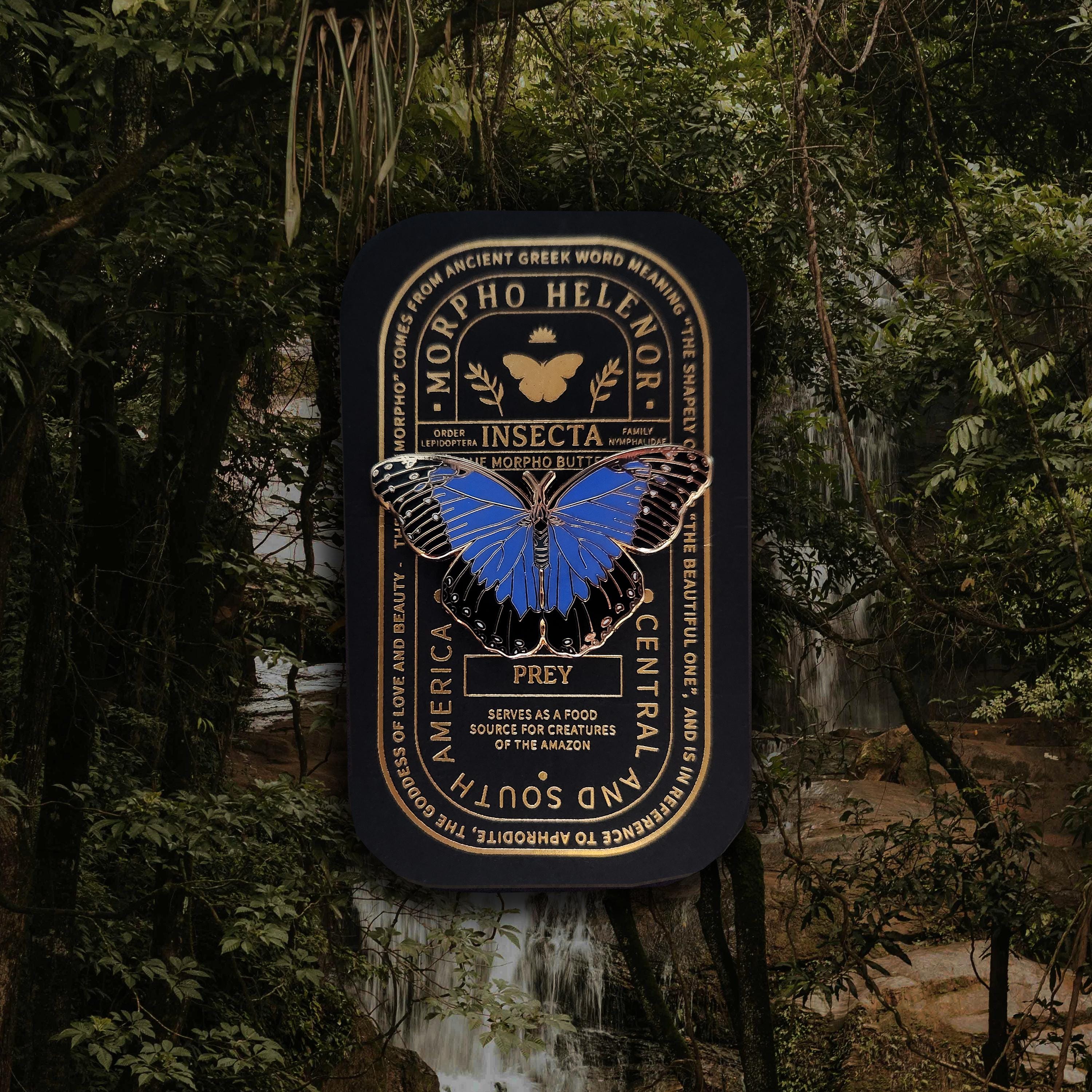 Morpho catenarius - Etsy 日本
