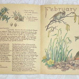 Ensemble de pages de livre d'Edith Holden du journal country d'une femme édouardienne - Mois de janvier et février