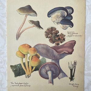 Ensemble de pages de livre d'Edith Holden du journal de campagne d'une dame édouardienne - Mois de novembre et décembre.