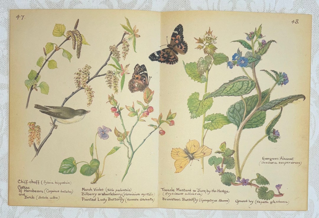 edith holden　イーディス•ホールディン　カントリーダイアリー カントリー・ダイアリー エドワード七世時代のイギリス田園日記