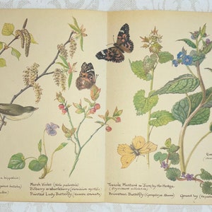 Ensemble de pages de livre d'Edith Holden du journal country d'une femme édouardienne - Mois d'avril