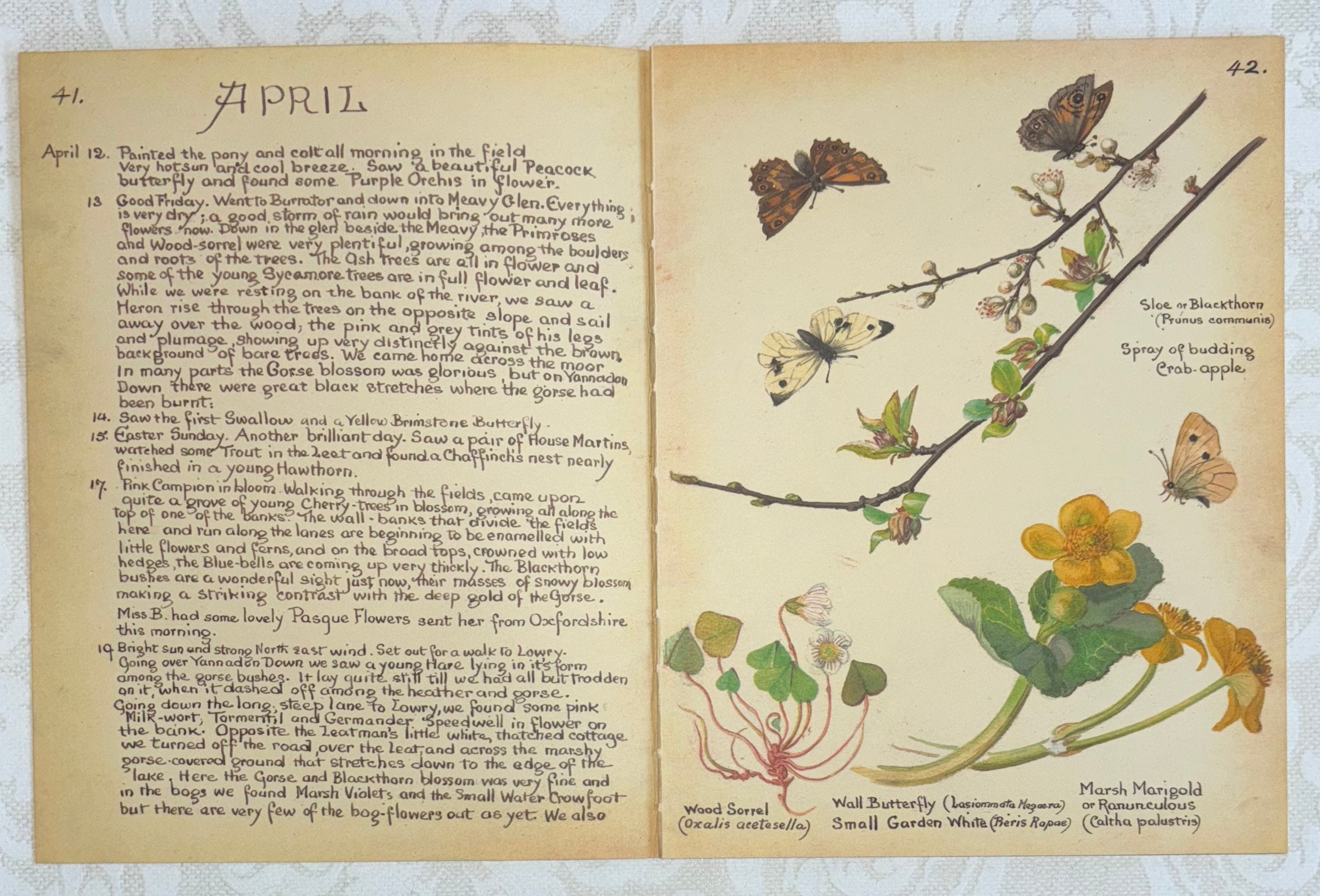 Set of Edith Holden Book Pages From Country Diary of an