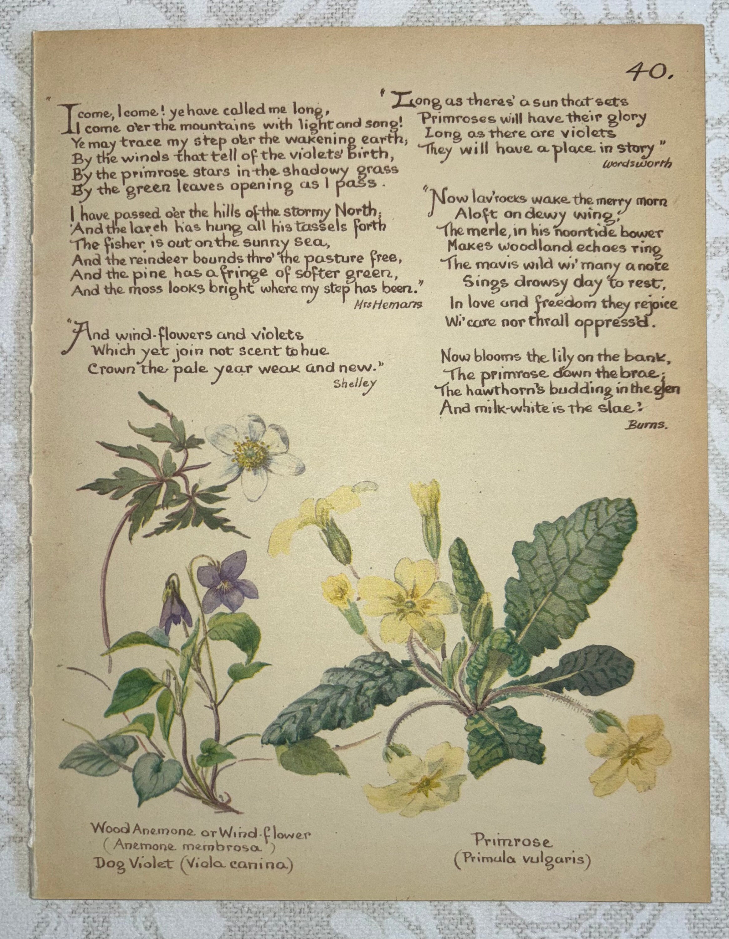 Set of Edith Holden Book Pages From Country Diary of an