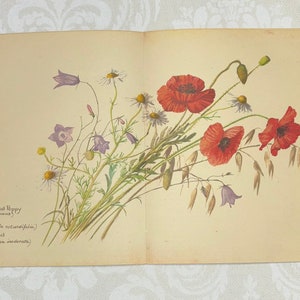 Ensemble de pages de livre d'Edith Holden du journal country d'une dame édouardienne - Mois d'août