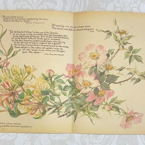 Ensemble de pages de livre d'Edith Holden du journal country d'une femme édouardienne - Mois de juin
