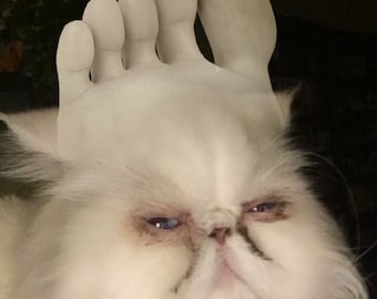 Toe Cat