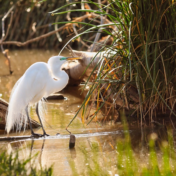 Great Egret Fine Art Print: Phoenix Zoo/Backlit Photograph/Swamp/Wildlife Art/Canvas Print/Acrylic/Metal/Aluminum/Nature Photo/Arizona