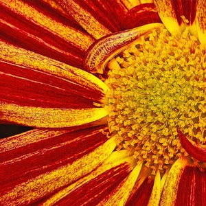 Fotografia di crisantemo ardente: belle arti/colori vivaci/primo piano/carta premium/stampa su tela/acrilico/metallo/alluminio/rosso/giallo/effetti speciali