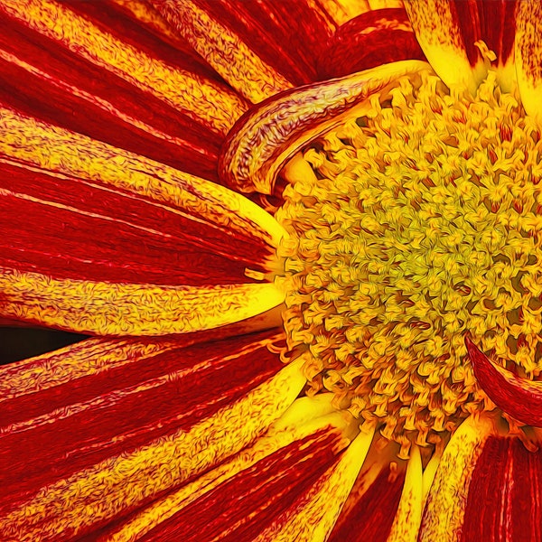 Fiery Chrysanthemum Photograph: Fine Art/Bold Colors/Close-up/Premium Paper/Canvas Print/Acrylic/Metal/Aluminum/Red/Yellow/Special Effects