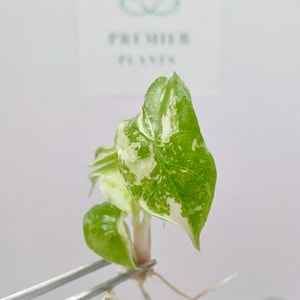 Planta de cultivo de tejidos Alocasia Pink dragon albo 1 planta por bolsa