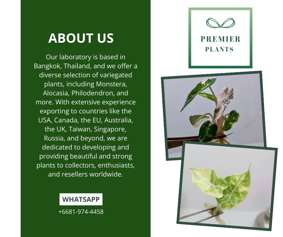 モンステラ レモンライム 組織培養植物 1袋あたり1株 - Etsy 日本