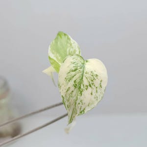 Monstera white lava - Etsy 日本