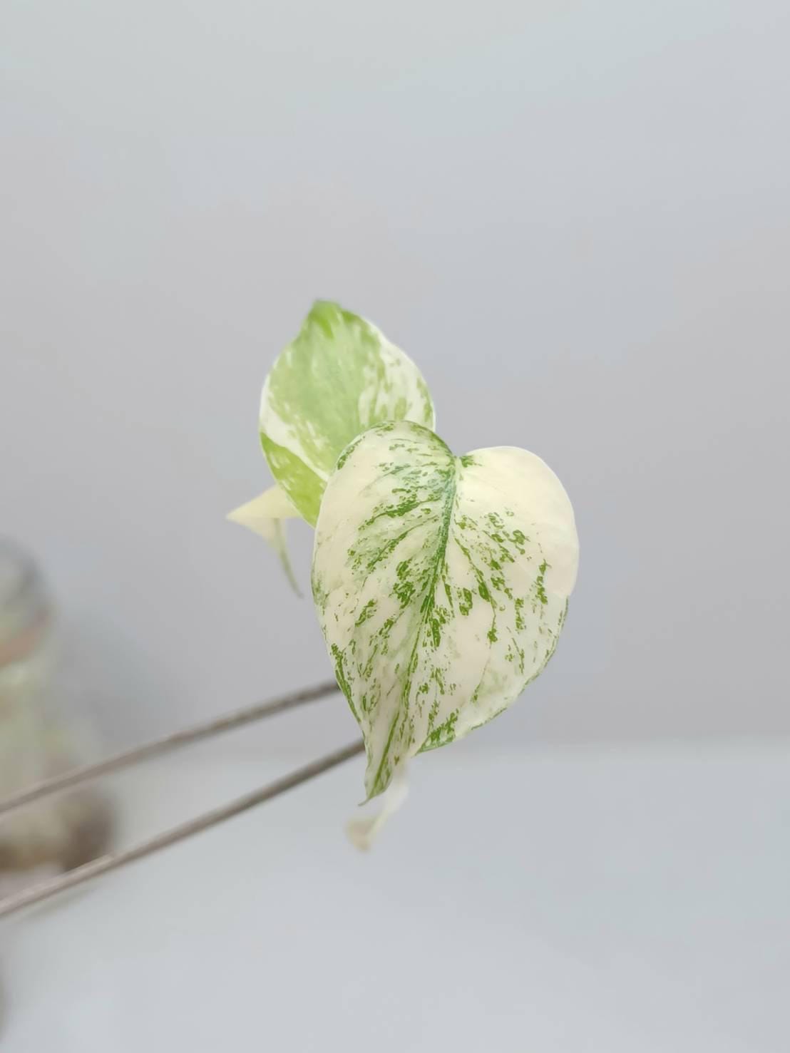 Monstera white lava - Etsy 日本