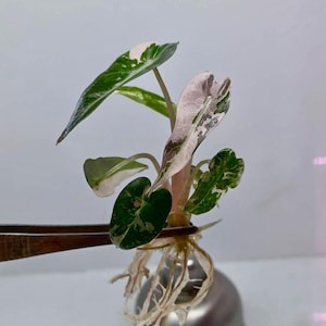 Alocasia bambino var. rosa, planta de cultivo de tejidos, 1 planta por bolsa