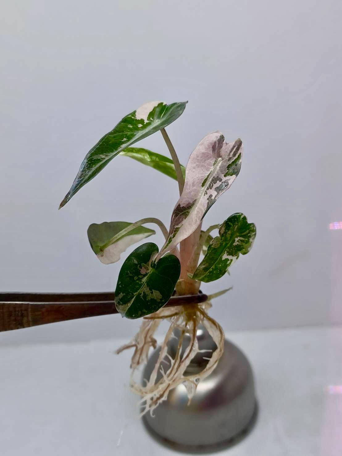 Alocasia watsoniana pink variegated - Etsy 日本