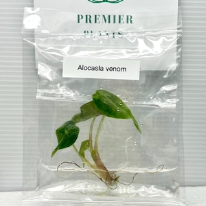 Alocasia venom tissue culture plant 1 plant per bag