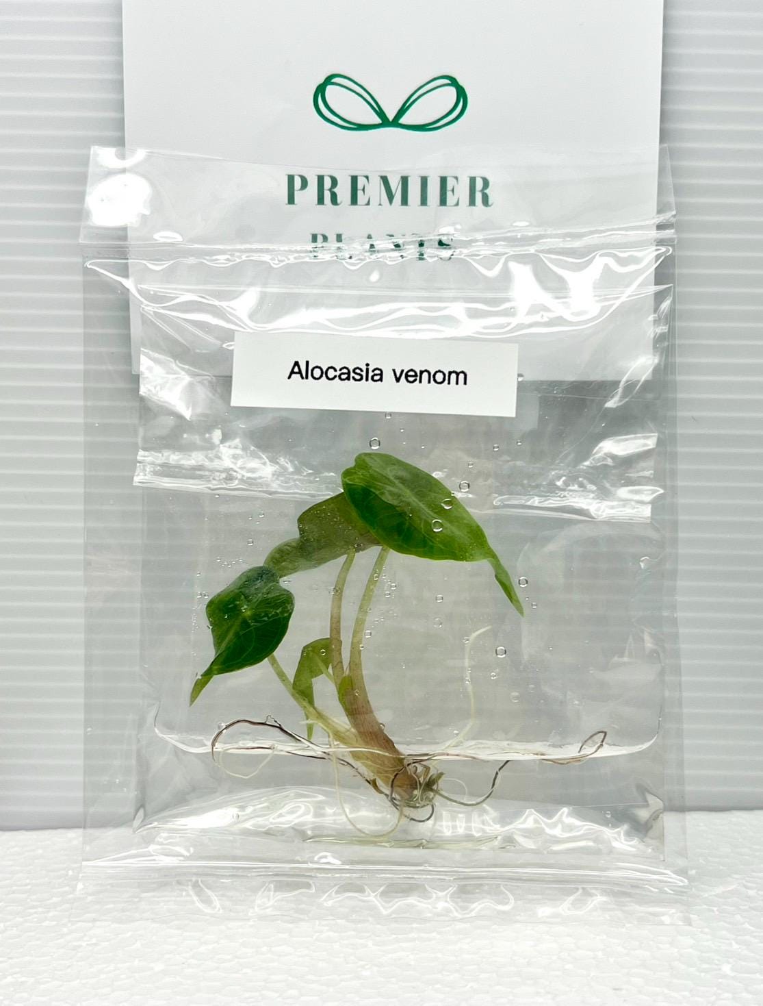 アロカシア・ロコ 10 本セット Alocasia venom - Etsy 日本