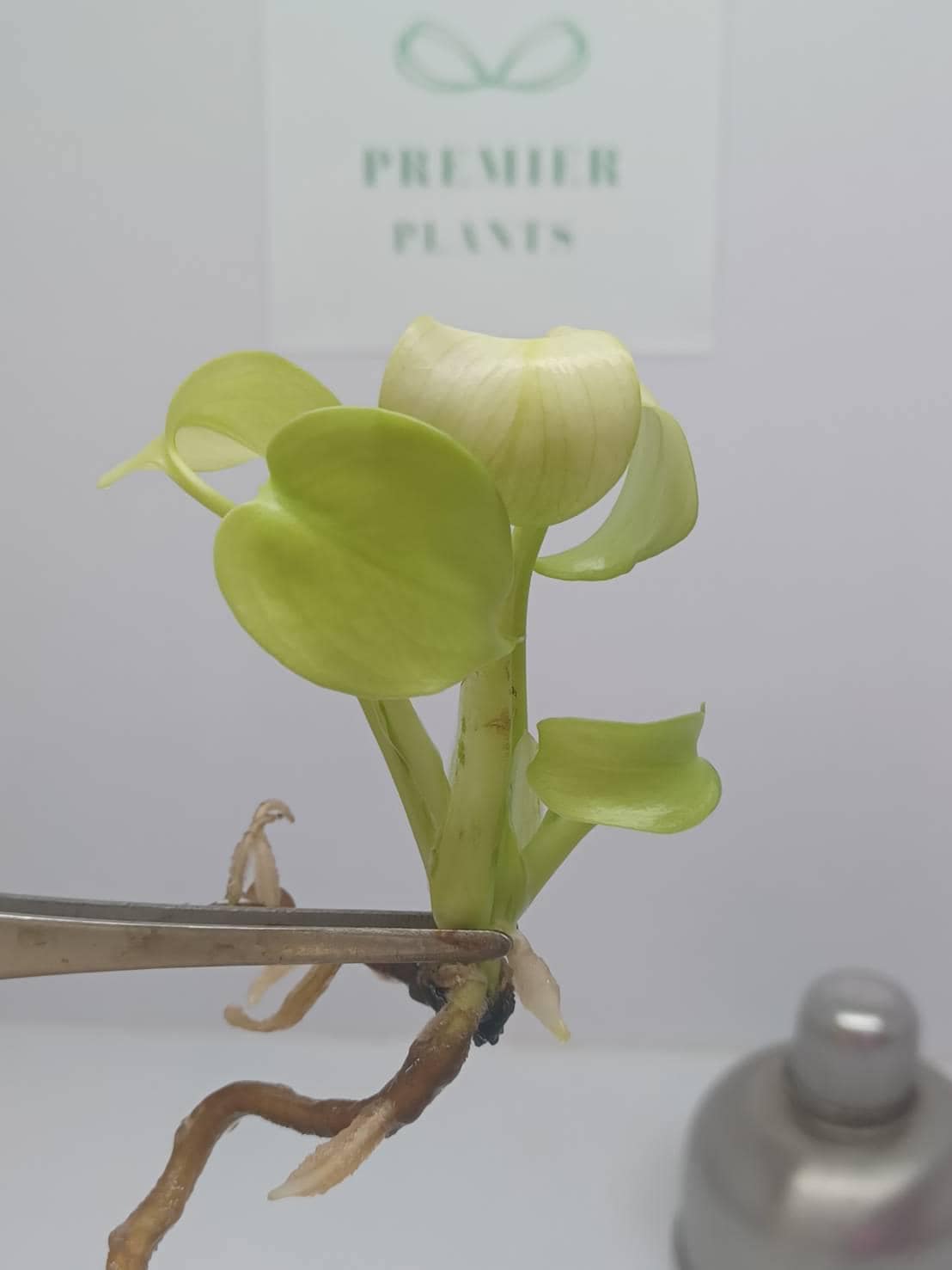 モンステラ レモンライム 組織培養植物 1袋あたり1株 - Etsy 日本