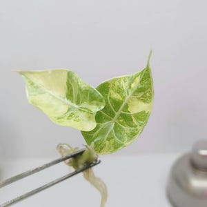 Alocasia watsoniana var. rosa, planta de cultivo de tejidos, 1 planta por bolsa
