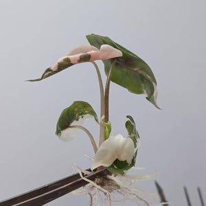 Alocasia Chantrieri var. rosa, planta de cultivo de tejidos, 1 planta por bolsa