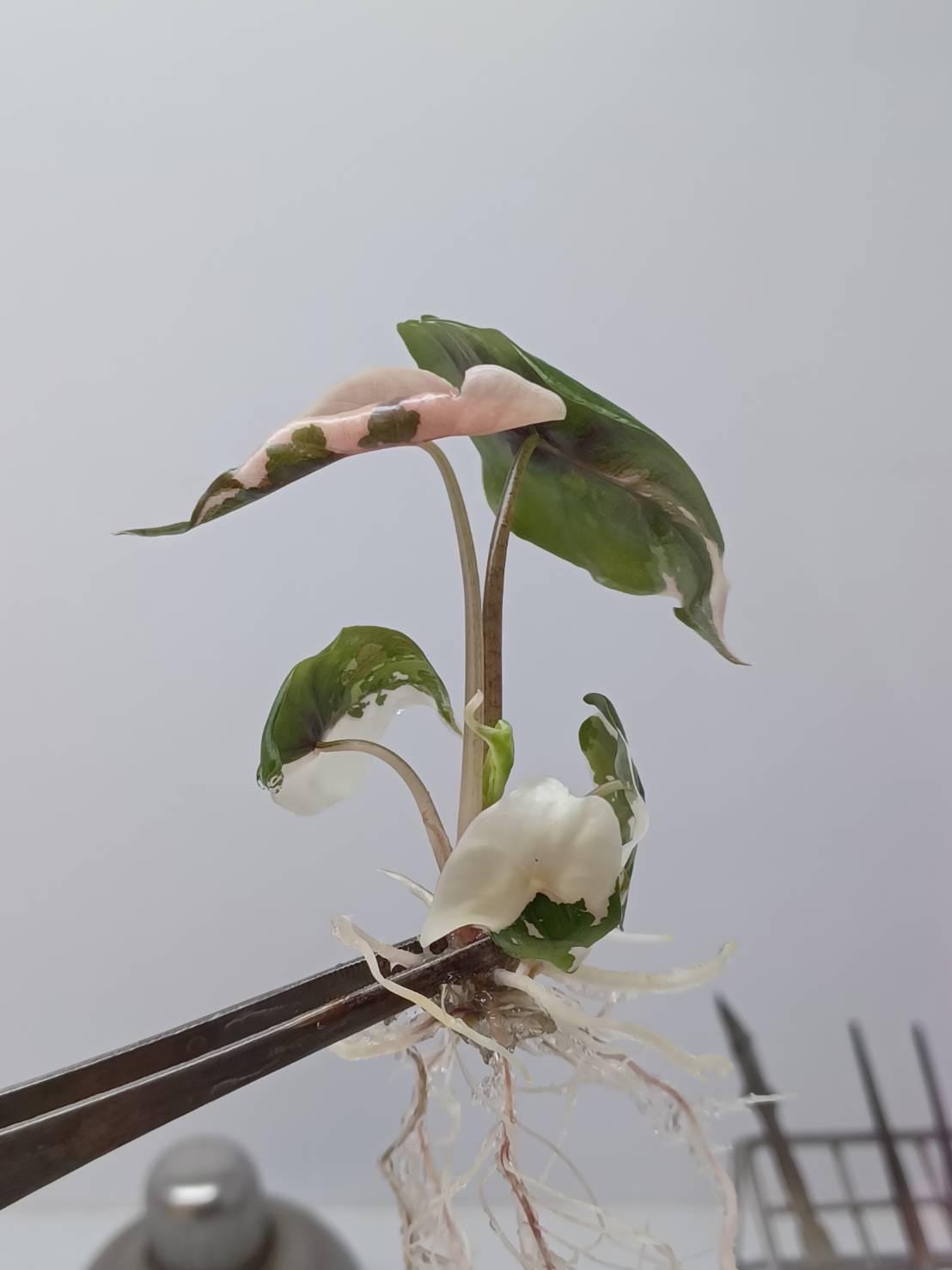 Alocasia nobilis pink variegated - Etsy 日本