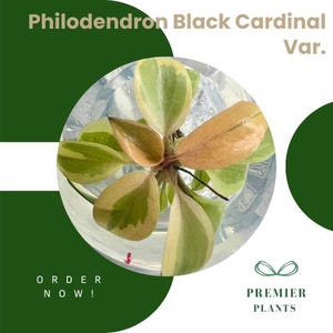 Philodendron black cardinal var. tissue culture plant 1 plant per bag