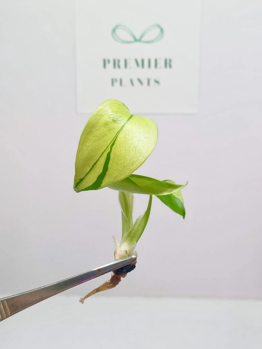 モンステラレモンライムvar.組織培養植物 1袋あたり1株 - Etsy 日本