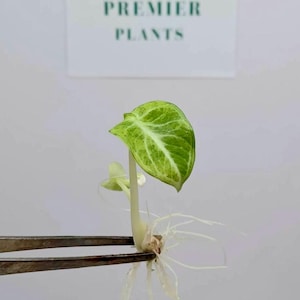 Alocasia black velvet ninja aurea tissue culture plant 1 plant per bag