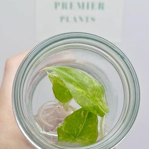 Alocasia Scalprum var. tissue culture plant 1 plant per bag