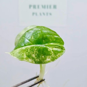 Alocasia platinum var. tissue culture plant 1 plant per bag