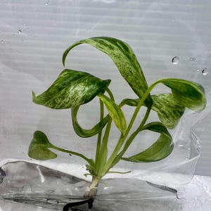 Epipremnum giganteum variegated   tissue culture plant 1 plant per bag