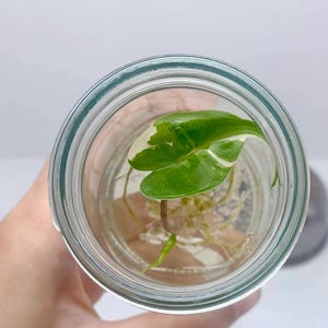 Alocasia Stringray var. albo/pink, planta de cultivo de tejidos, 1 planta por bolsa