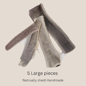 May include: Five large pieces of naturally shed antler, ideal for dog chews. The antler pieces are a light brown colour with a rough texture.