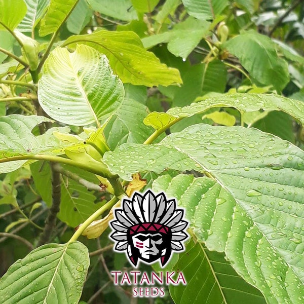 M. speciosa GREEN VEIN. Thailand. Harvest 2023. incl. tracked shipping!! Rarität! Selten! Maeng da. Red Thai. Rifat. Bumblebee. White vein.